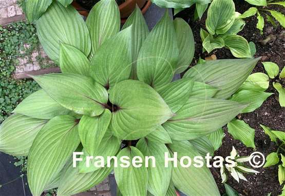 Hosta First Blush